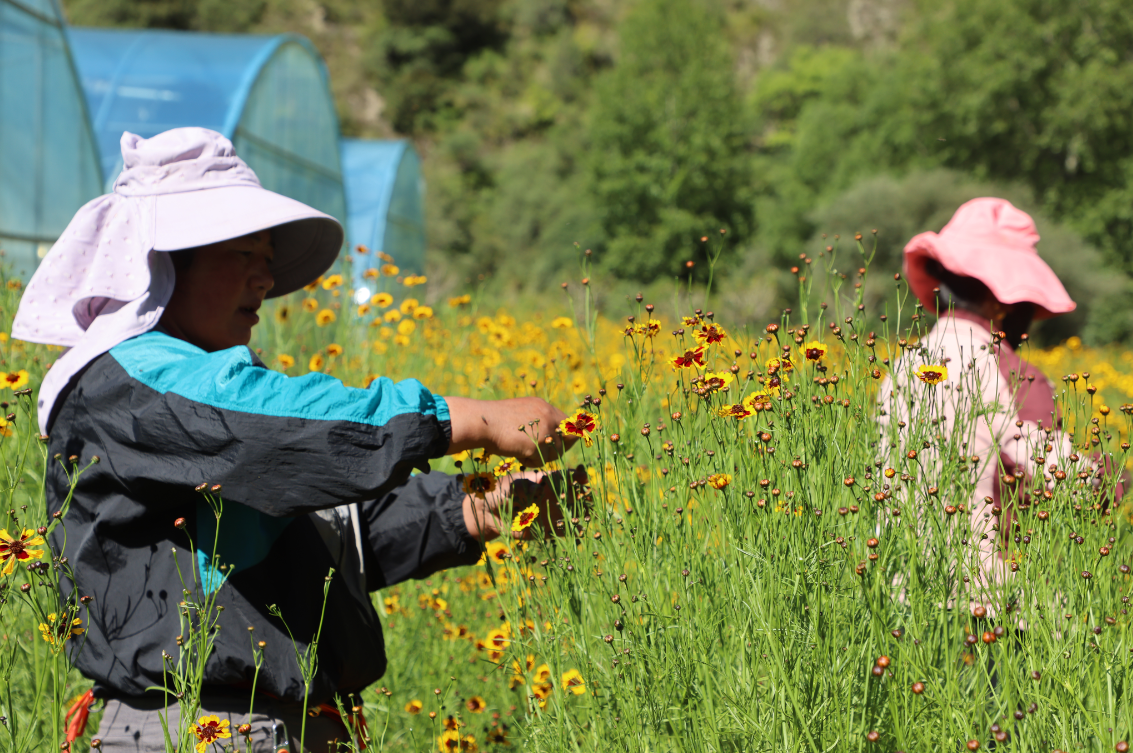 支持擴大雪菊種植300畝、藜麥200畝，助力當?shù)厝罕娫鍪? class=
